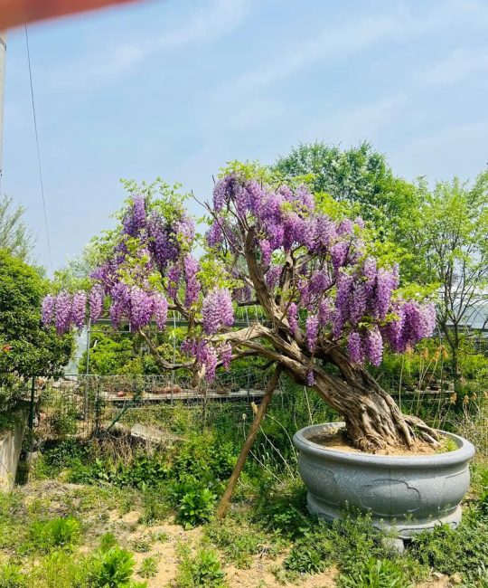 紫藤树什么品种好？2026年三种主流品种6维度对比，帮你快速决策