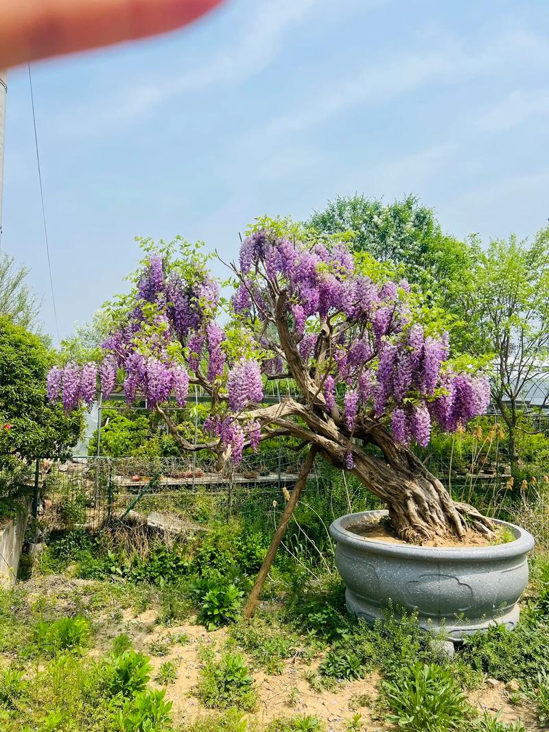 核心品种对比表格
