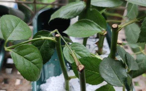 刚插的月季花怎么养？从浇水到换盆的六步养护指南