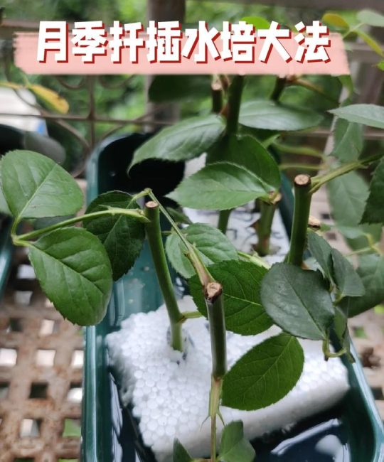 刚插的月季花怎么养？从浇水到换盆的六步养护指南
