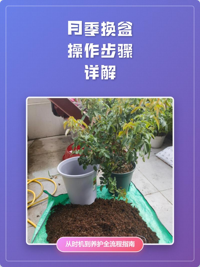 刚插的月季花怎么养?从浇水到换盆的六步养护指南 光照:先散射光过渡,逐步增加直射时长