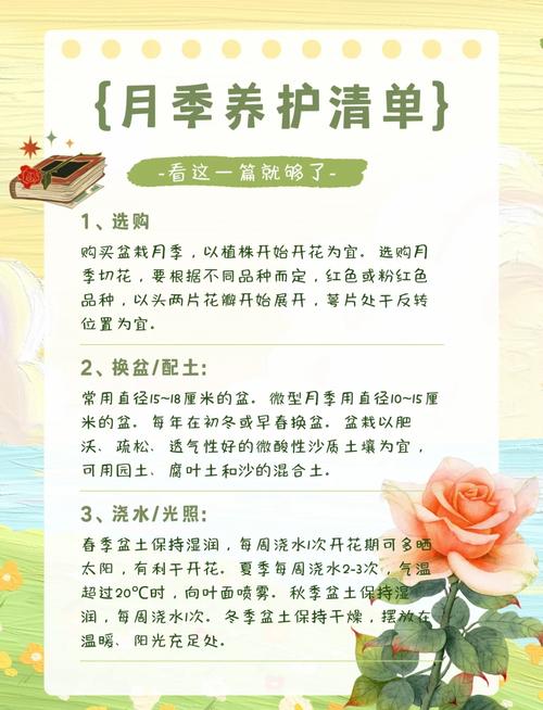 刚插的月季花怎么养?从浇水到换盆的六步养护指南 修剪:摘蕾与轻度修剪,让养分集中到根和枝