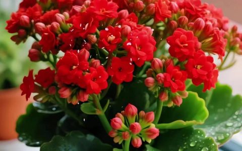 长寿花怎么养才开花？6步养护指南助你四季爆盆