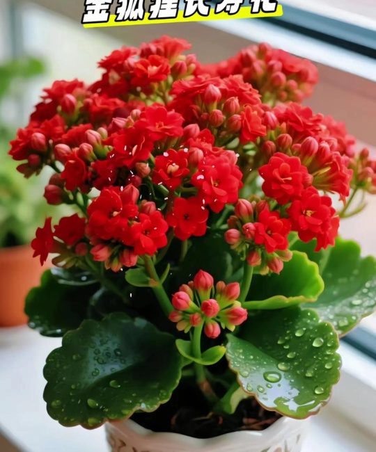 长寿花怎么养才开花？6步养护指南助你四季爆盆