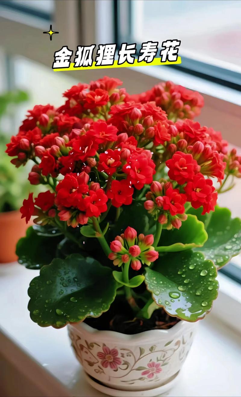 长寿花怎么养才开花?6步养护指南助你四季爆盆 长寿花怎么养才开花?6步养护指南助你四季爆盆