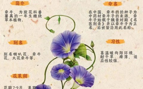 牵牛花综合症防治指南：如何拯救你的“病美人”？