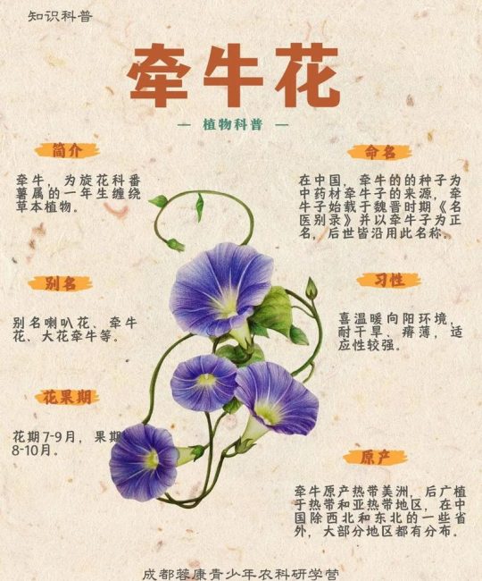 牵牛花综合症防治指南：如何拯救你的“病美人”？