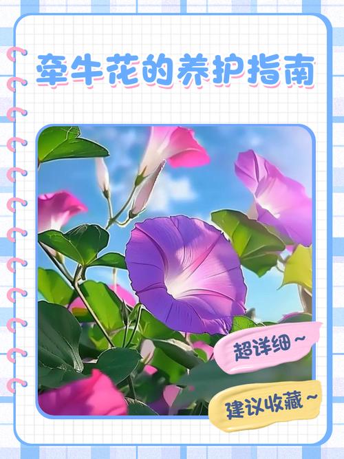 牵牛花综合症防治指南:如何拯救你的“病美人”? 三、重焕生机的“康复计划”