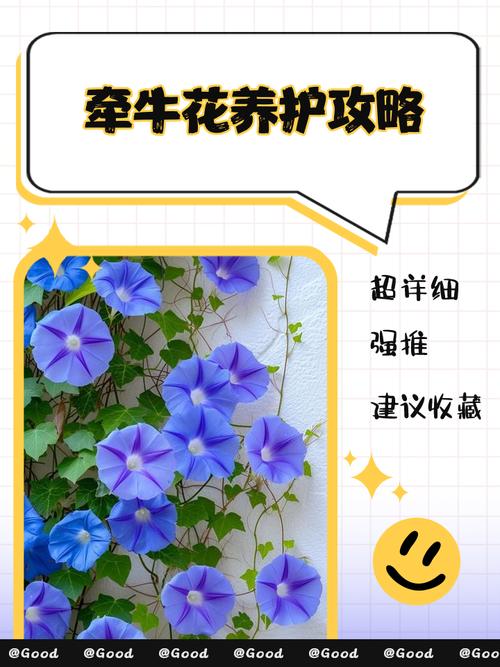 牵牛花综合症防治指南:如何拯救你的“病美人”? 结语