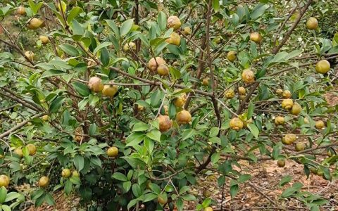 油茶树移栽必须剪枝：科学处理提高成活率全指南（附具体参数）