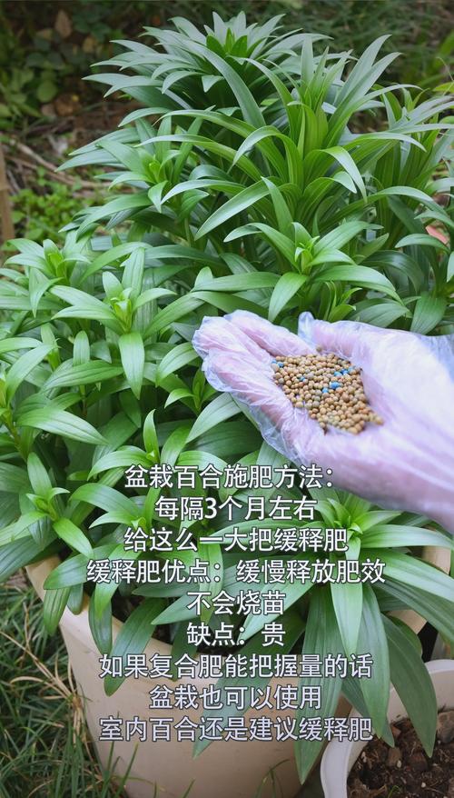 花卉上什么肥?观花植物不同阶段选肥与施肥全指南 盆栽与地栽,施肥量完全不同