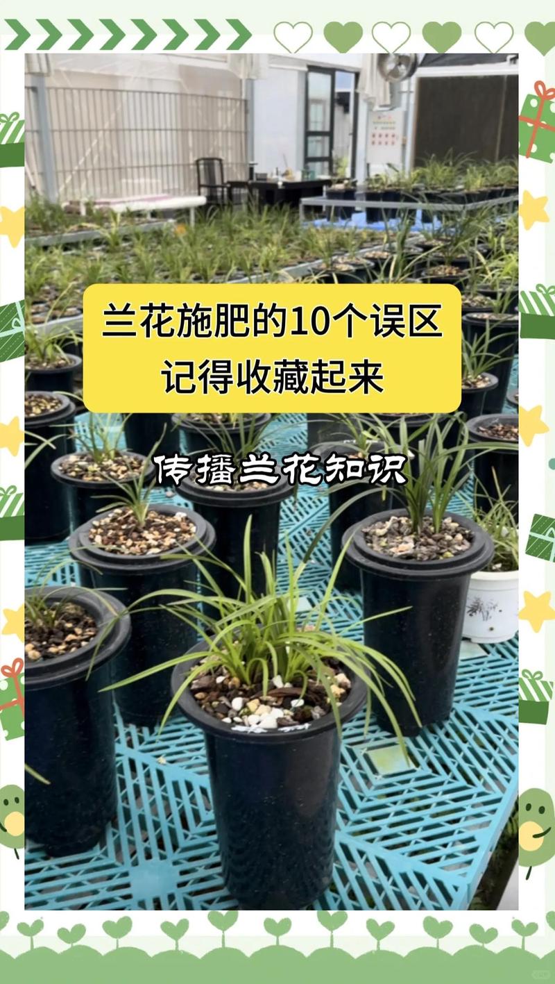 花卉上什么肥?观花植物不同阶段选肥与施肥全指南 三种常见观花植物,施肥各有讲究