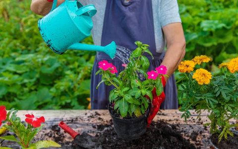 夏天室外花草需要天天浇水吗？掌握这6个养护要点，让植物安全度夏