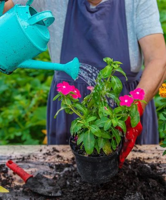 夏天室外花草需要天天浇水吗？掌握这6个养护要点，让植物安全度夏