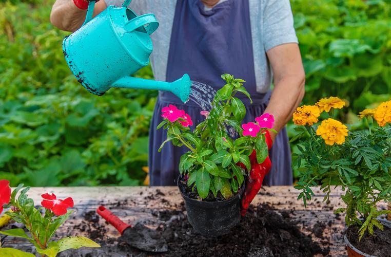 夏天室外花草需要天天浇水吗?掌握这6个养护要点,让植物安全度夏 夏天室外花草需要天天浇水吗?掌握这6个养护要点,让植物安全度夏