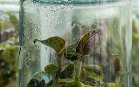 金线莲种子育苗全攻略：从选种到移栽的完整操作指南