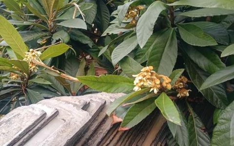 12月枇杷开花需要施肥吗？一文讲透冬季枇杷促花保果技巧