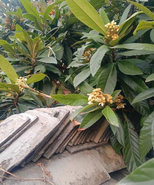 12月枇杷开花需要施肥吗？一文讲透冬季枇杷促花保果技巧