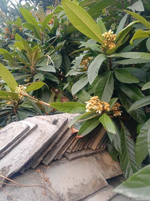 枇杷花期与果期说明