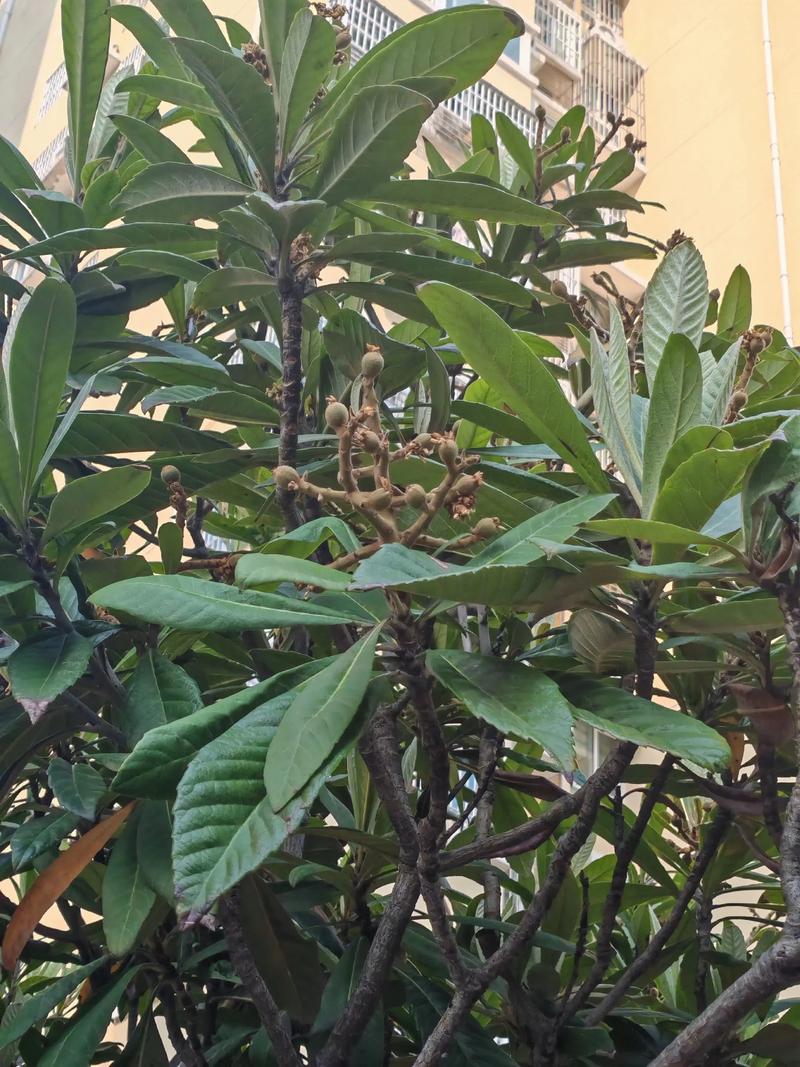 促花促果养护步骤（施肥为核心）