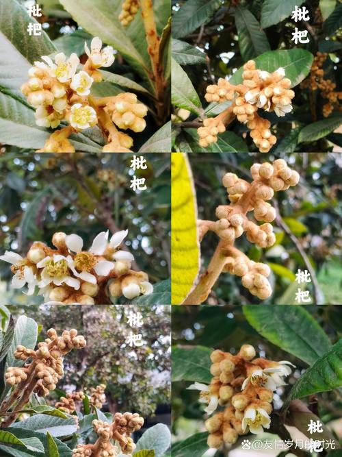 不开花不结果常见原因与解决