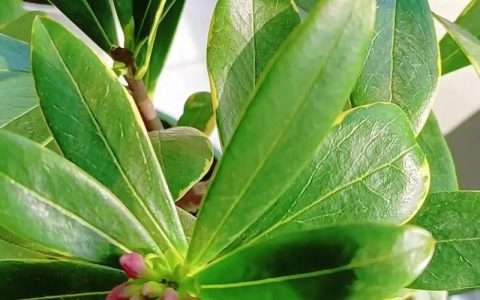 冬天瑞香花怎么养？掌握这六个养护要点，花苞饱满不落叶
