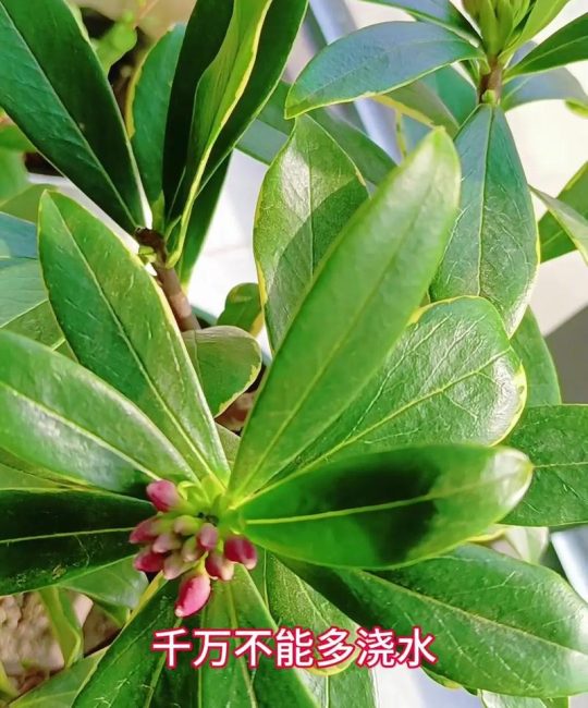 冬天瑞香花怎么养？掌握这六个养护要点，花苞饱满不落叶