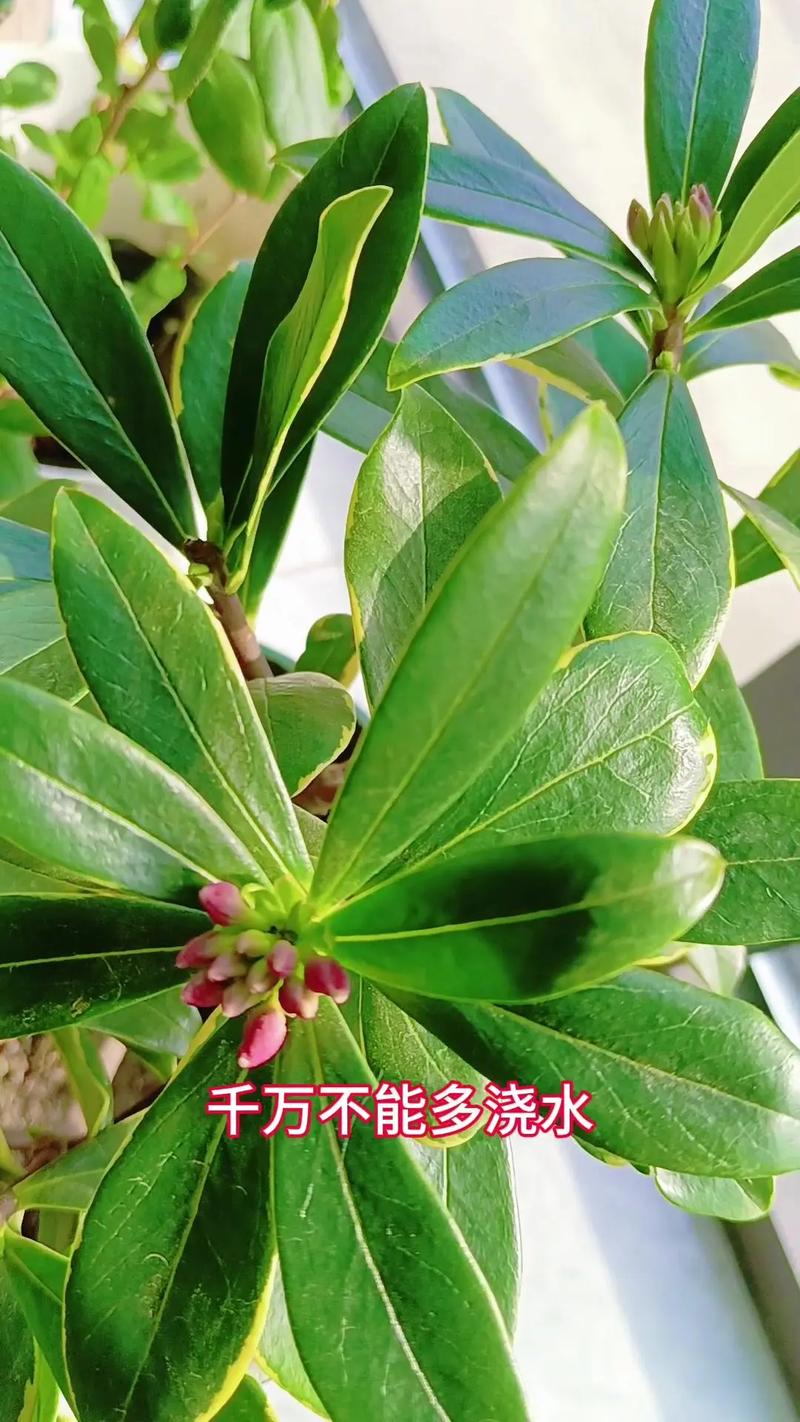 冬天瑞香花怎么养?掌握这六个养护要点,花苞饱满不落叶 冬天瑞香花怎么养?掌握这六个养护要点,花苞饱满不落叶
