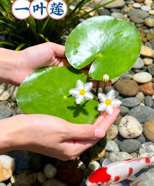睡莲可以一直泡在水里吗？家庭水景深度与水质管理全解析