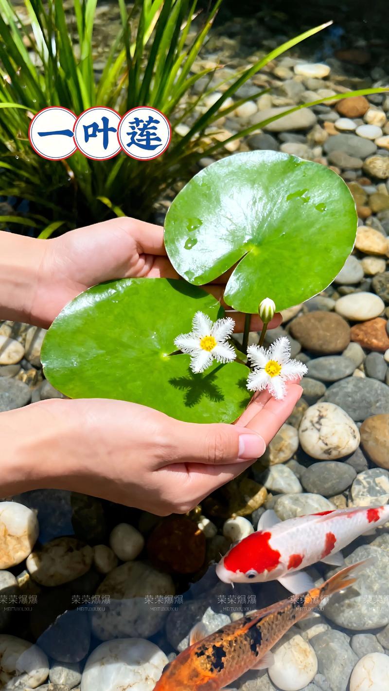睡莲可以一直泡在水里吗?家庭水景深度与水质管理全解析 睡莲可以一直泡在水里吗?家庭水景深度与水质管理全解析