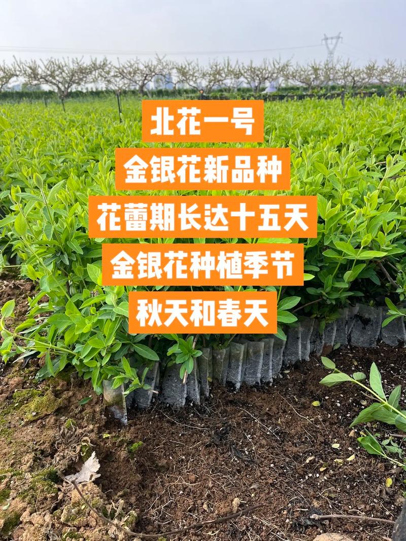 金银花种子育苗全流程技术指南——从采种到成苗的详细操作步骤 四、发芽期及幼苗管理