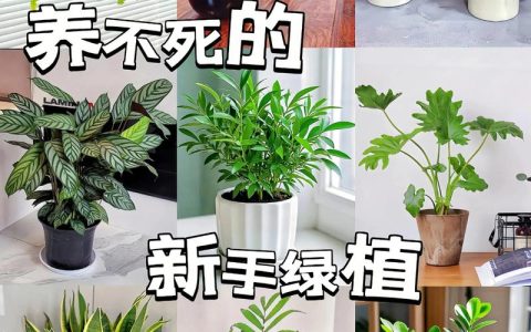 什么绿植耐寒室内好养？5种“低温战士”拯救你的寂寞阳台