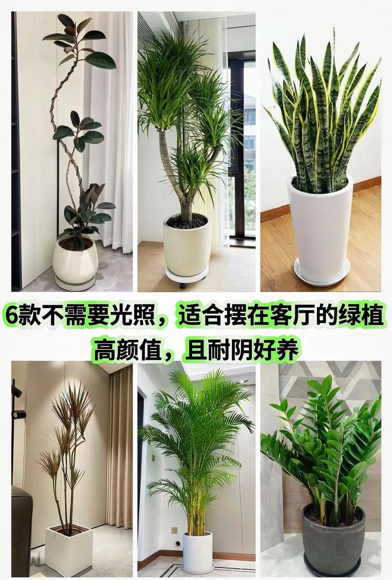 什么绿植耐寒室内好养?5种“低温战士”拯救你的寂寞阳台 南北种植差异化建议(通用)