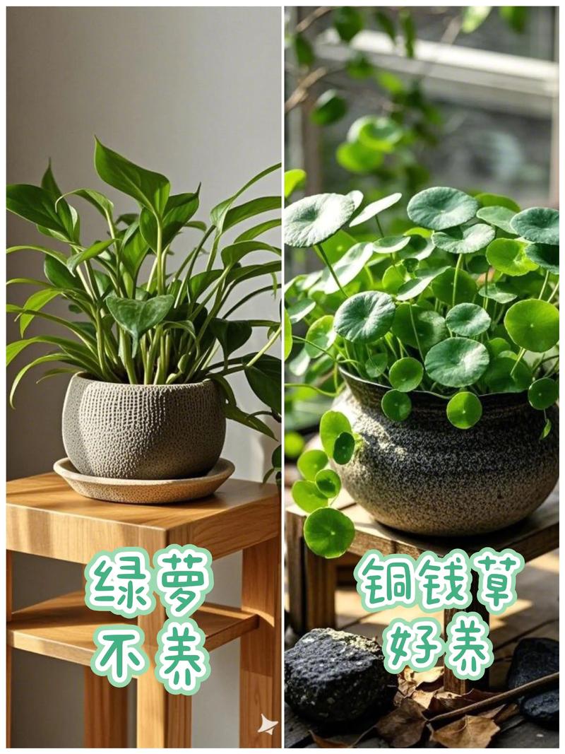 什么绿植耐寒室内好养?5种“低温战士”拯救你的寂寞阳台 推荐品种:5种耐寒室内好养绿植