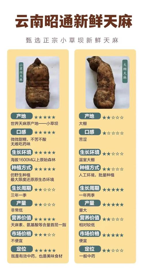 天麻种子批发多少钱?2025年最新价格区间与五大影响因素深度解析 影响价格的第三大因素:季节性与采挖周期