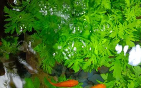 鱼塘养鱼种什么水草最好？3种净化增氧沉水植物推荐