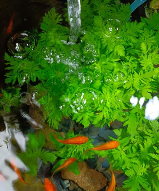 鱼塘养鱼种什么水草最好？3种净化增氧沉水植物推荐