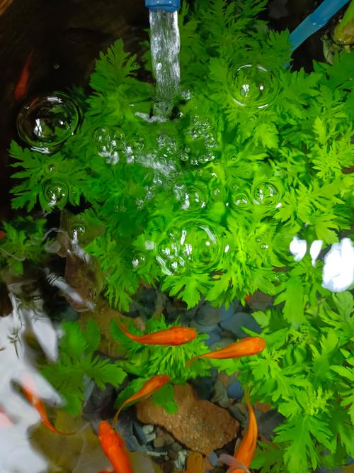 鱼塘养鱼种什么水草最好?3种净化增氧沉水植物推荐 鱼塘养鱼种什么水草最好?3种净化增氧沉水植物推荐
