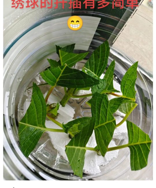 绣球扦插用老枝还是新枝？最佳季节与操作全解析