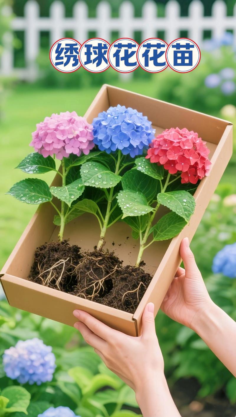 绣球花需要晒太阳吗?全光照水肥修剪养护全攻略 绣球花需要晒太阳吗?全光照水肥修剪养护全攻略