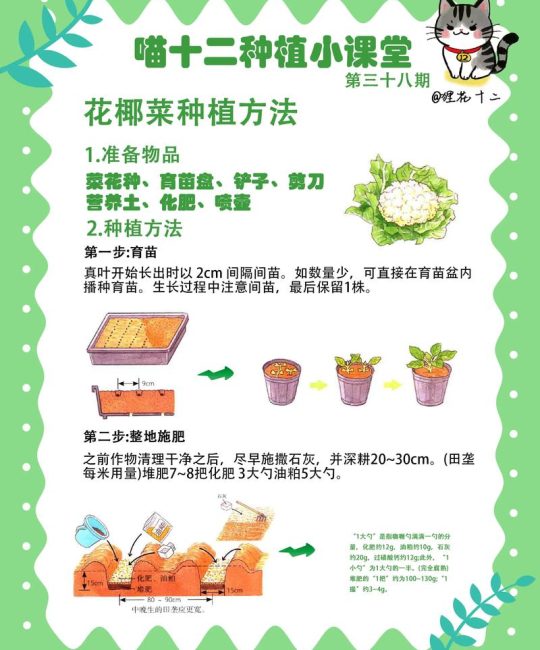 花菜现在可以种吗？全年种植时间与操作全指南（含南北差异）