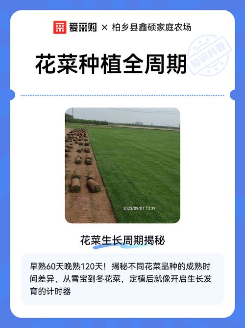 花菜现在可以种吗?全年种植时间与操作全指南(含南北差异) 五、浇定根水
