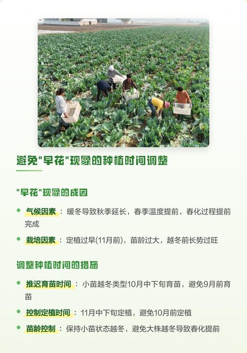 花菜现在可以种吗?全年种植时间与操作全指南(含南北差异) 七、成活注意事项