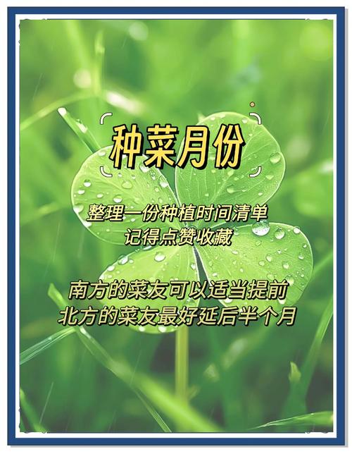 花菜现在可以种吗?全年种植时间与操作全指南(含南北差异) 六、缓苗管理