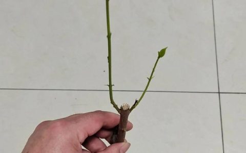 腊梅扦插方法与时间：家庭繁殖腊梅的硬枝扦插技术指南