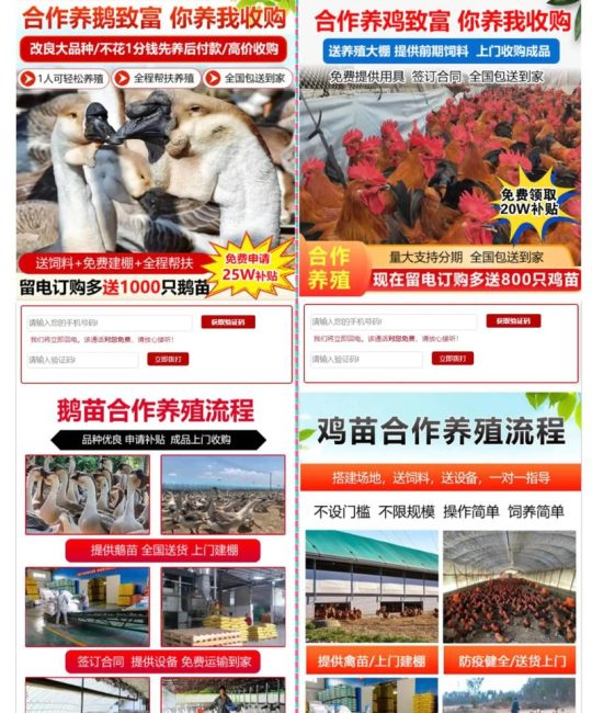 现在鸡苗多少钱？2025年最新价格参考与影响因素全解析