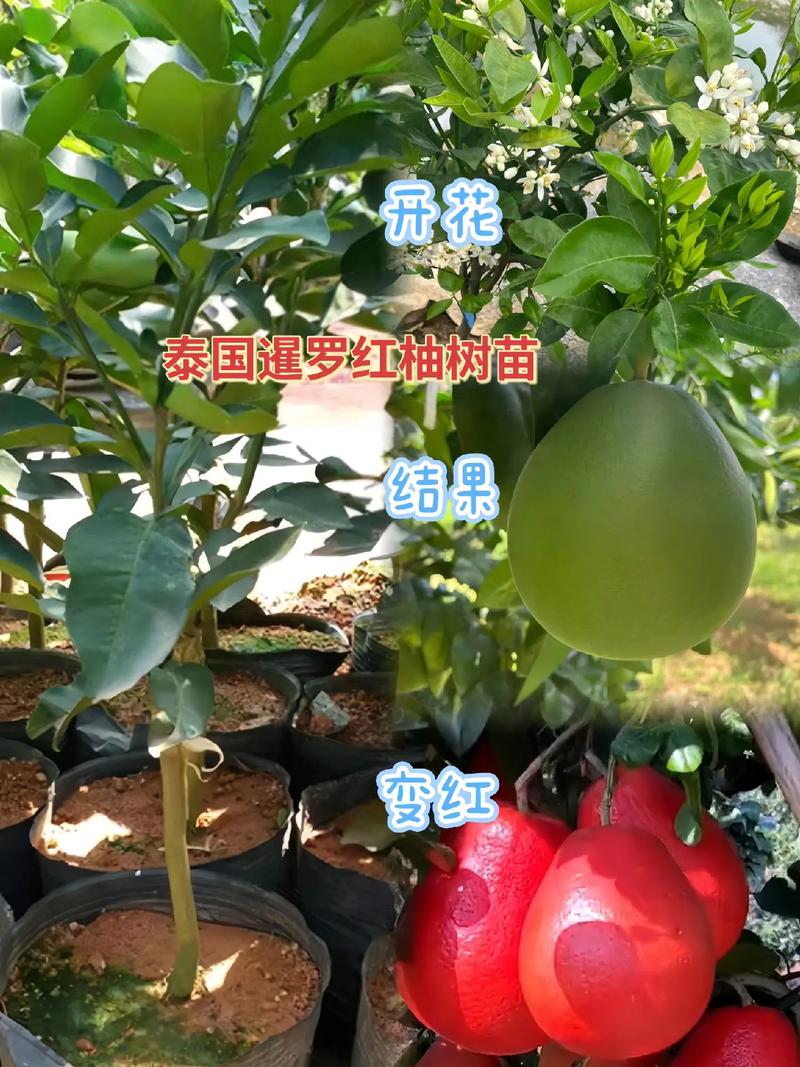 如何科学选购树花生苗?——从品种鉴别到售后保障的完整指南 第四步:售后补苗政策审核与书面固化