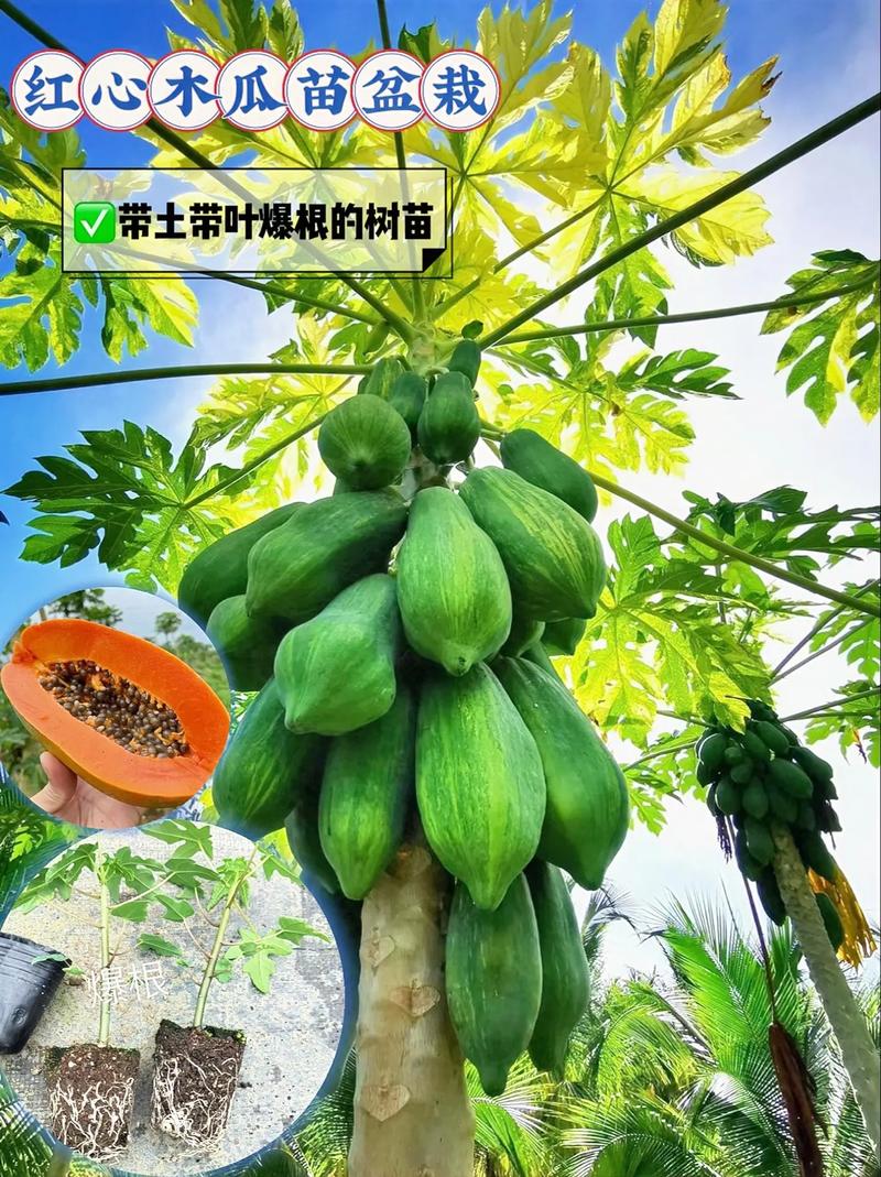 如何科学选购树花生苗?——从品种鉴别到售后保障的完整指南 最后提醒