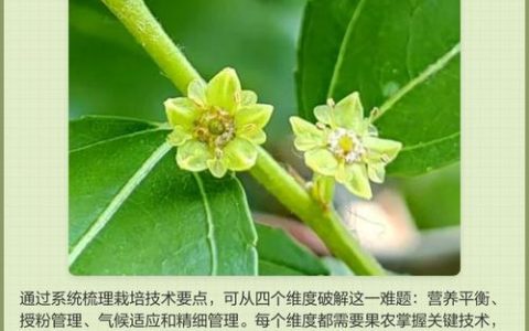 枣树开花不结果？六大核心原因与针对性解决方案
