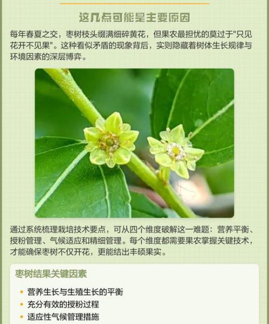 枣树开花不结果？六大核心原因与针对性解决方案